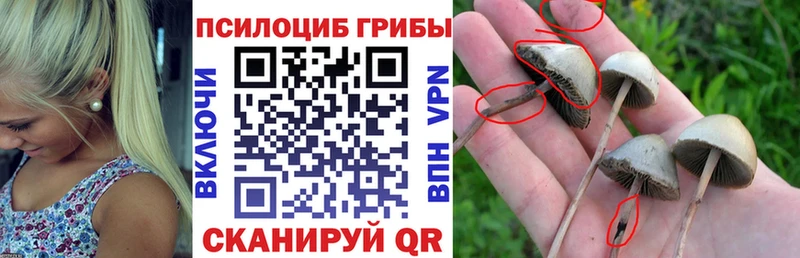 Псилоцибиновые грибы Psilocybine cubensis  hydra маркетплейс  Находка  купить  